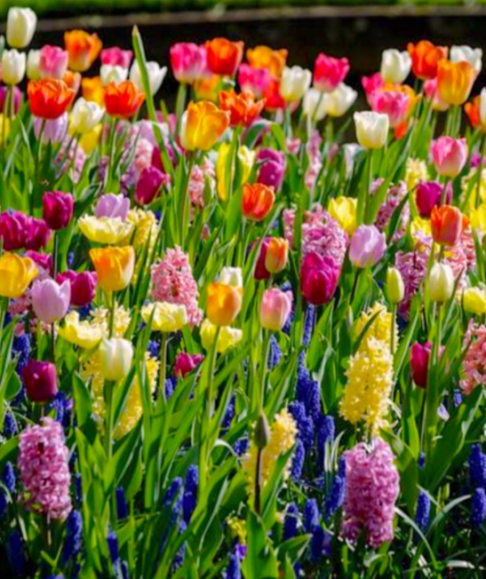 bloembollenmix-pakketzenden.nl-bloembollen-voorjaar-relatiegeschenk-groei-en-bloei